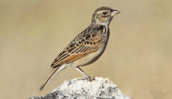 Indo Kicau Mania Burung Branjangan Mirafra Javanica
