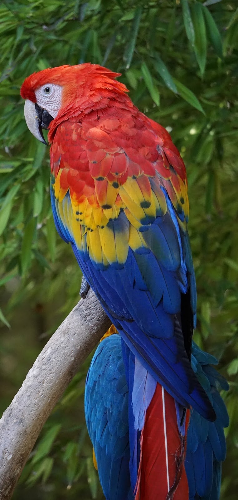 Picture of a beautiful parrot.