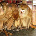 Monyet Malaysia Melancong Percuma