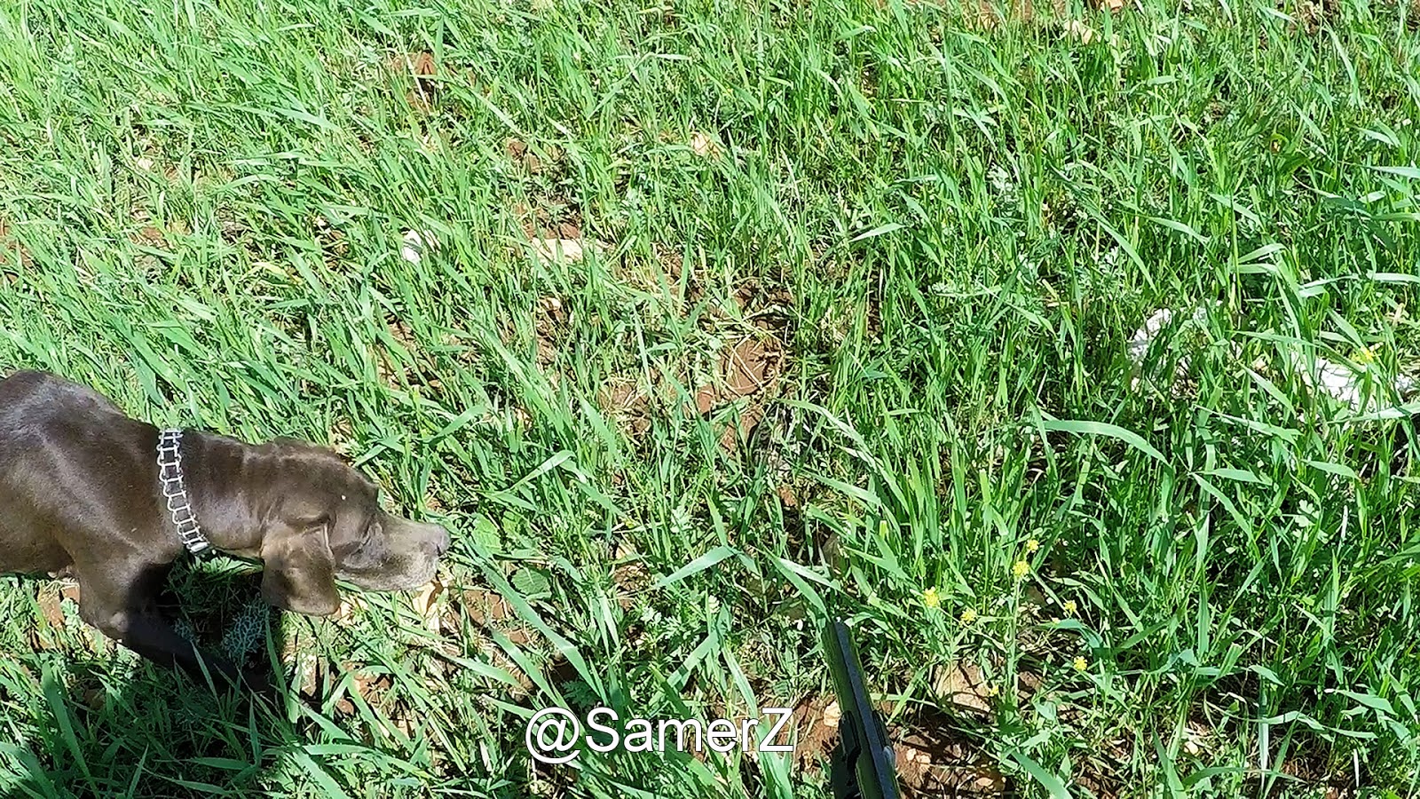 SamerZ Hunting in Lebanon Beautiful point by the 4 dogs on quail