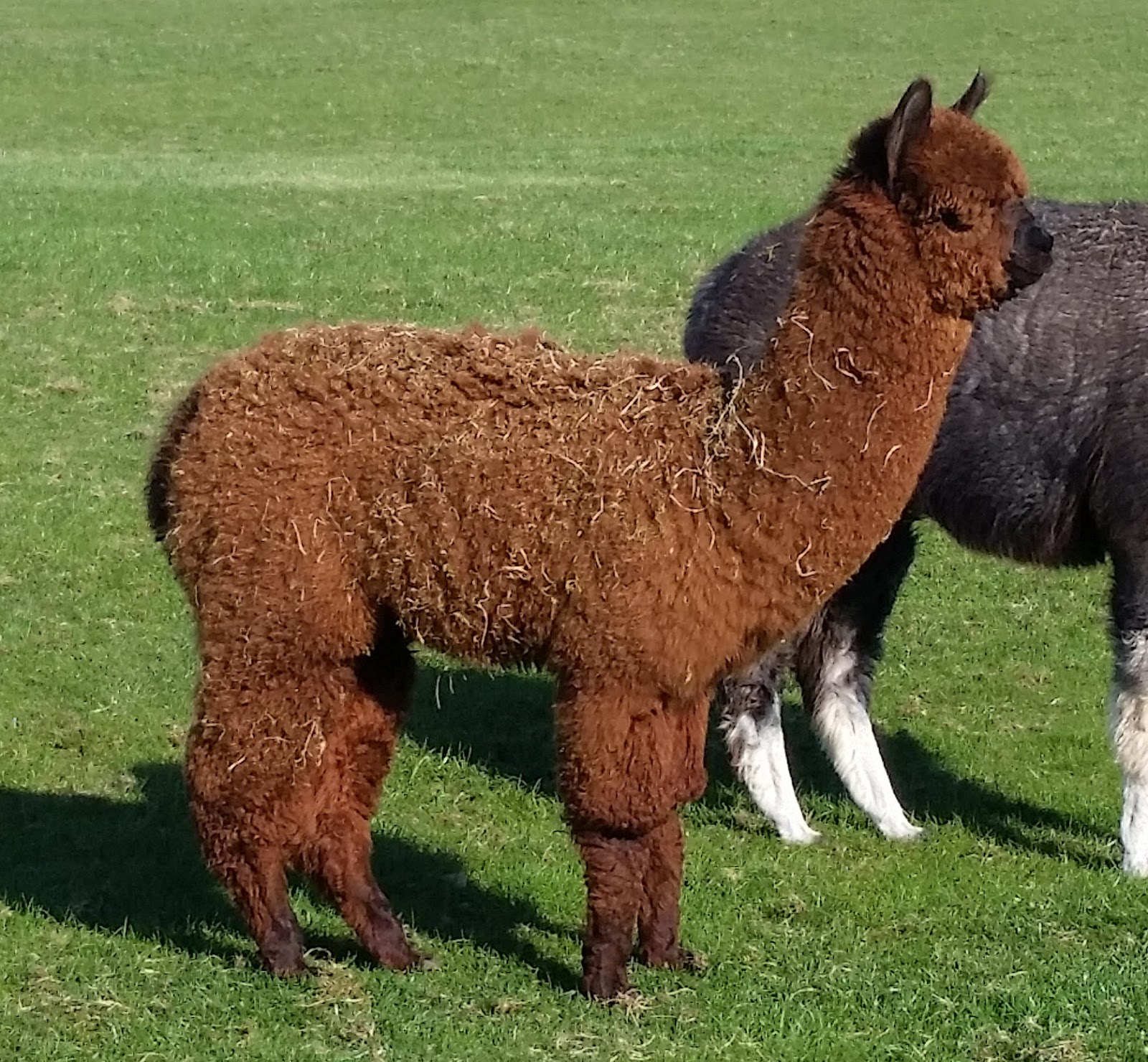 Brown Alpacas for sale