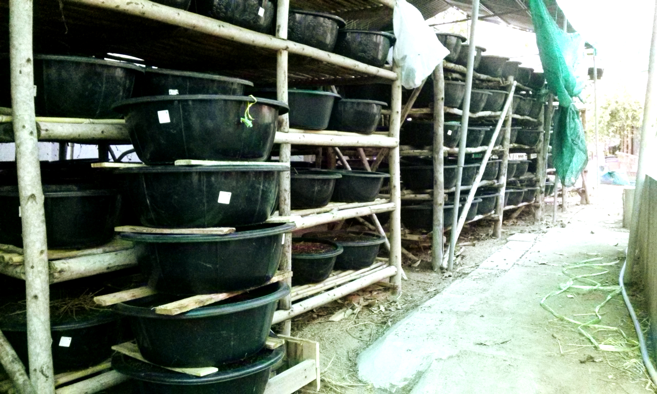 ProgressTH Organic Agriculture What is Vermiculture?