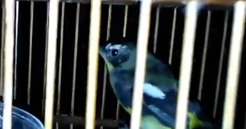 Gedebus Mrupus Burung Sikatan Emas Si Mungil Yang Berbulu Indah