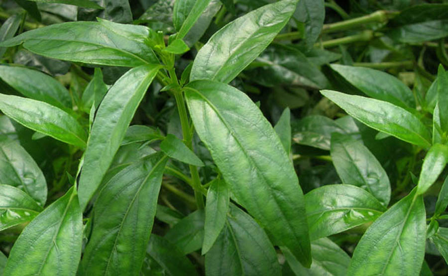 Kalmegh Siriyanangai Powder 200Grams (50GramsX4Packs) Buy Kalmegh Siriyanangai Powder