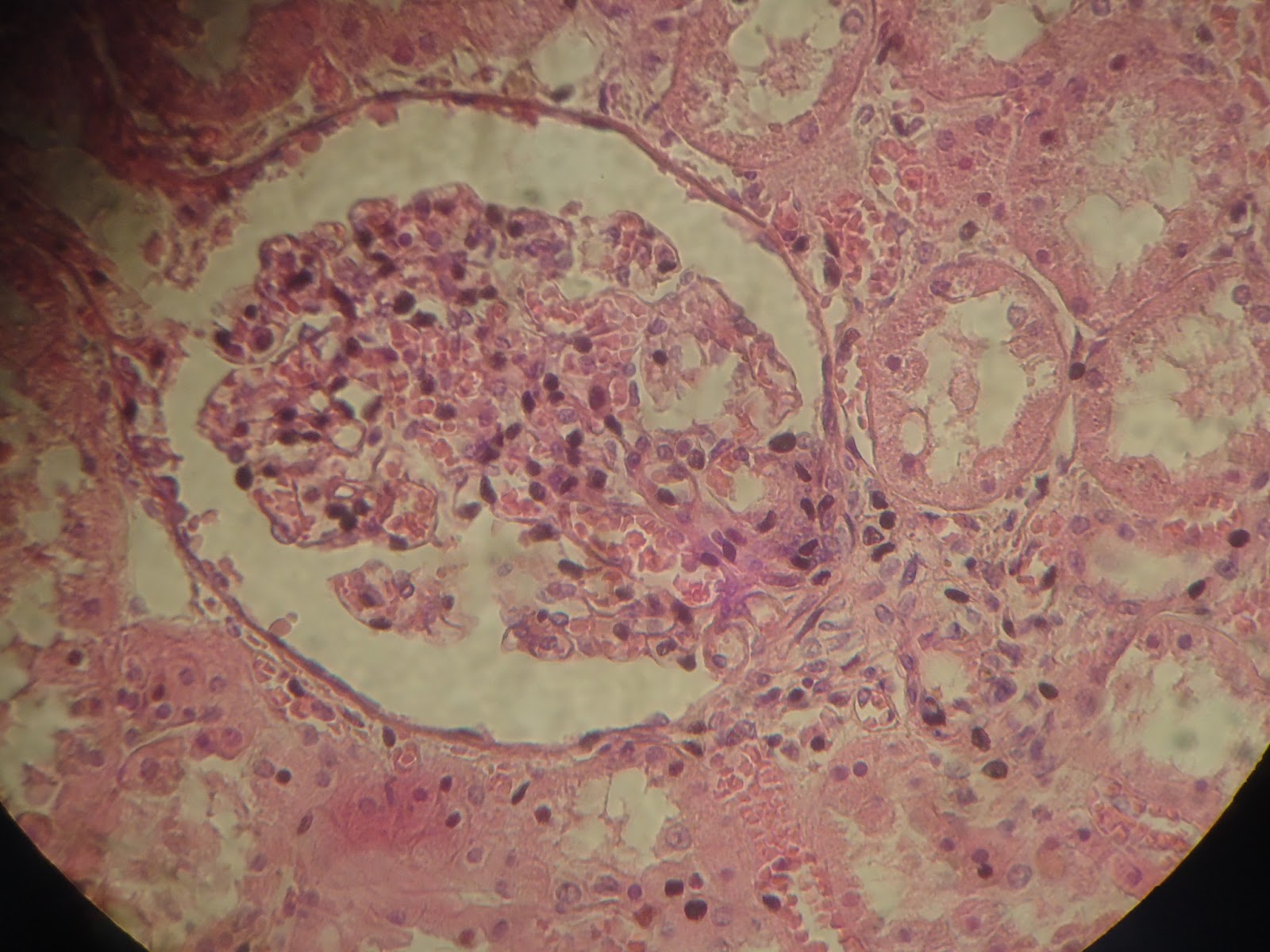 Histologia: febrero 2013