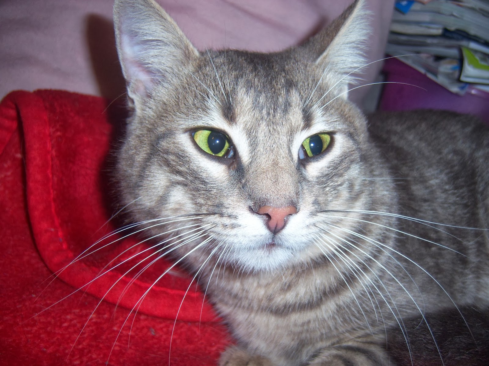 Tawşi�nin Dünyası TERKEDİLEN GRİ EV KEDİSİ BULDUM!