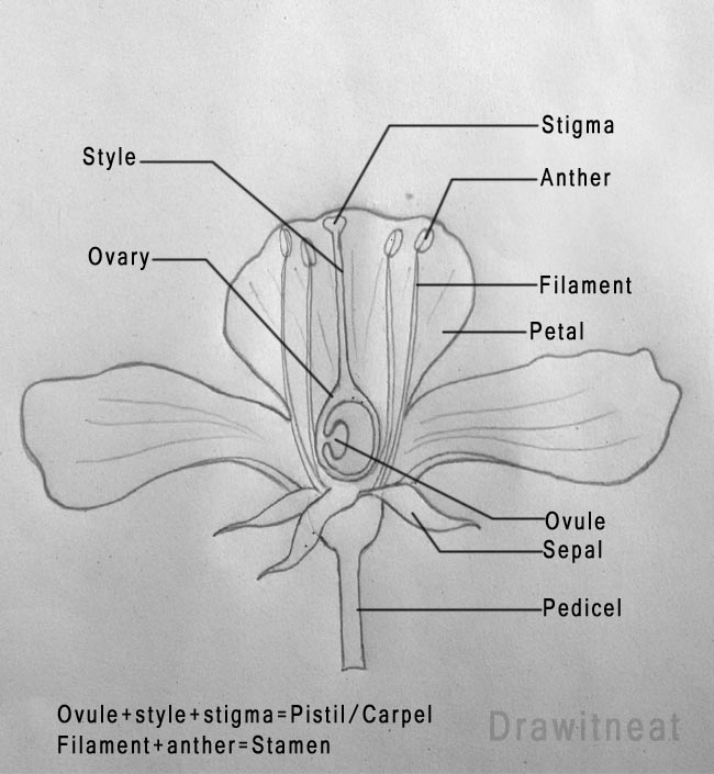 Draw It Neat   How To Draw A Typical Flower