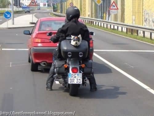Dog biker.