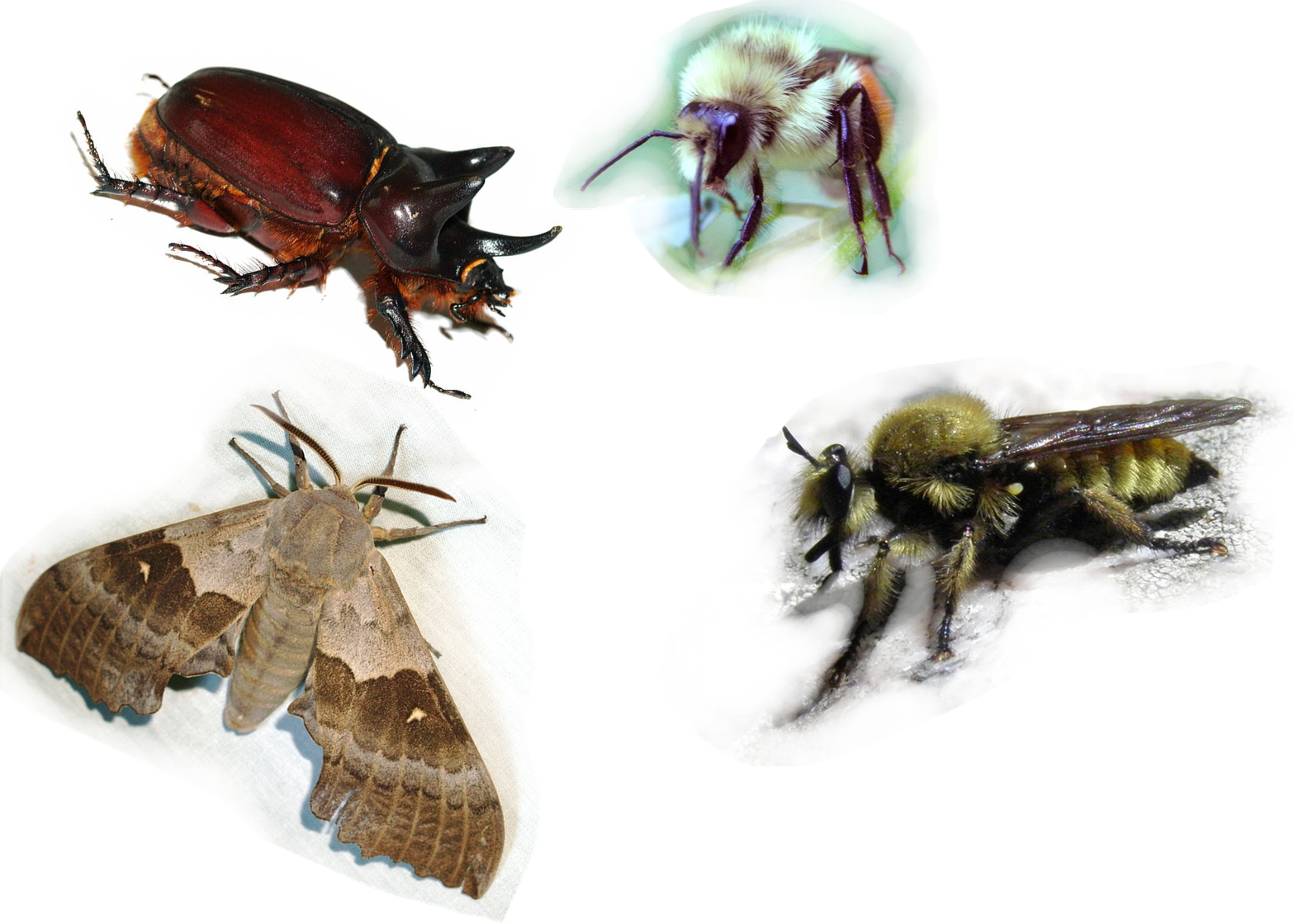 Arizona Beetles, Bugs, Birds and more April 2016