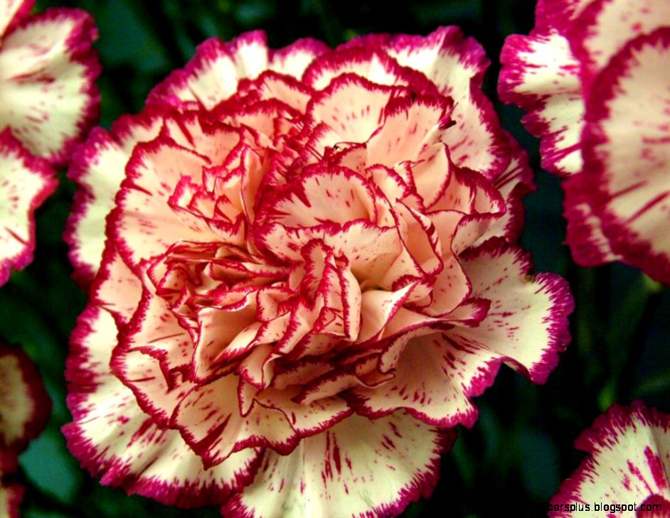 carnation flower images and wallpapers Download