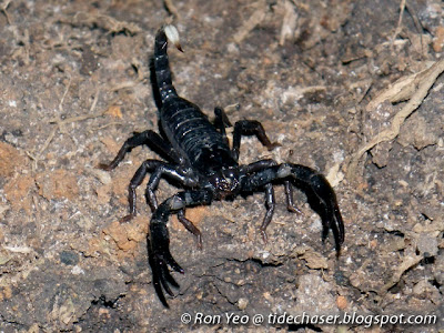 Black Scorpion (Heterometrus sp.)