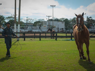 Cinco cavalos apreendidos de traficante serão usados pela PM em Mato Grosso. (Foto: Maria Anffe/GcomMT)