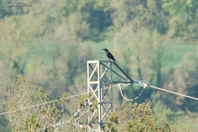 Corb (Corvus corax)