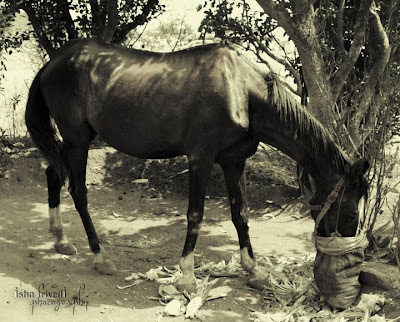 HORSE clicked by "Isha Trivedi"