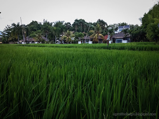 Beautiful Rice Fields View In Front Of Villas At Umeanyar Village, North Bali, Indonesia