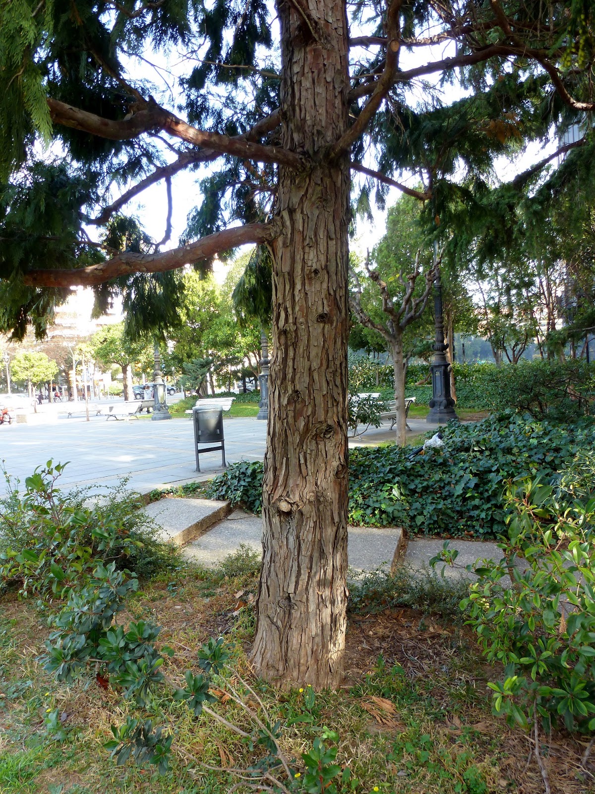 Árboles con alma: Libocedro (Calocedro decurrens)