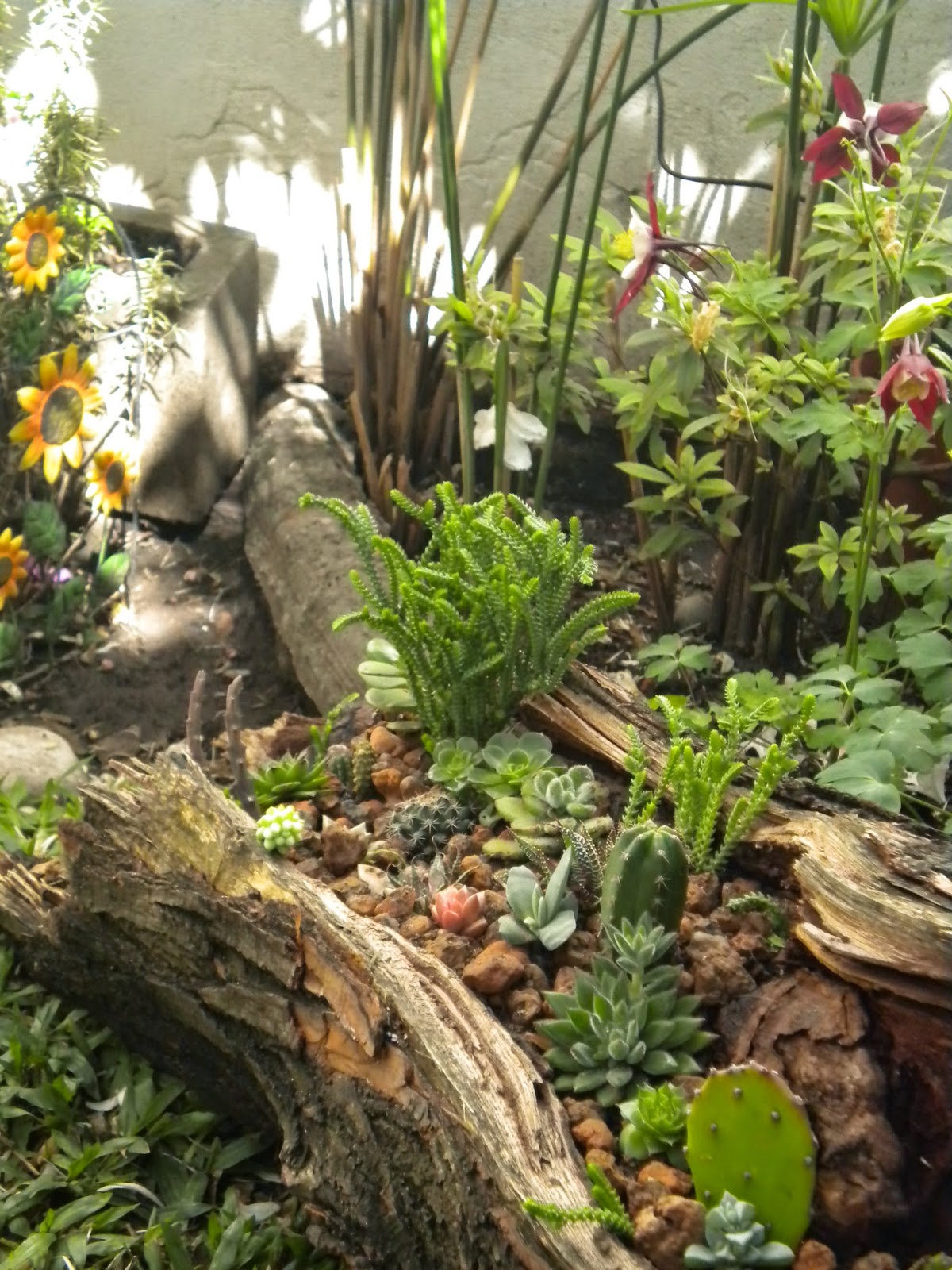 En armonía con la naturaleza: MINI Jardines de suculentas y cactus