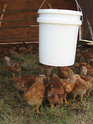 water chicken nipples ranger freedom chickens project