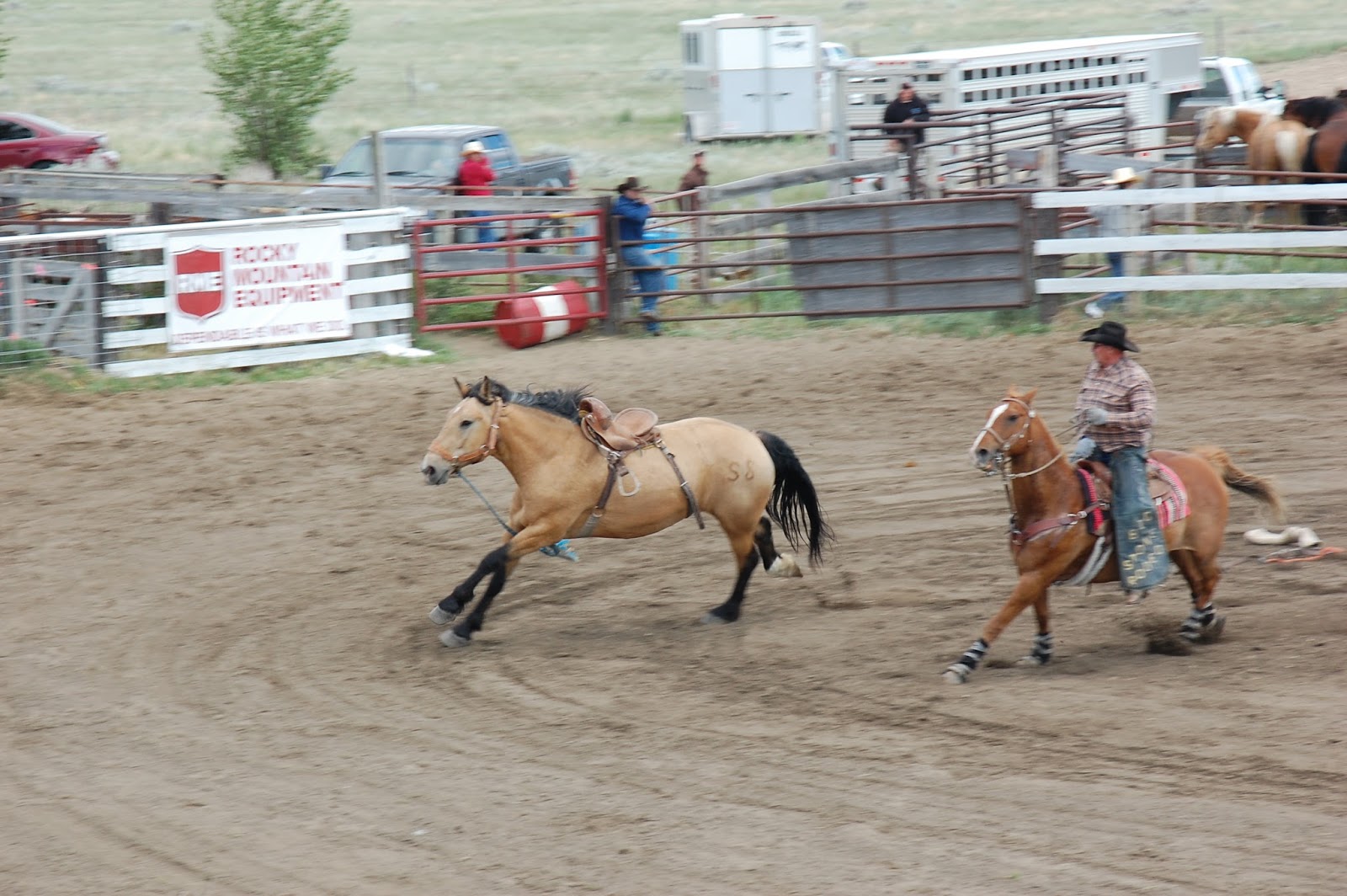 En rejsedagbog: Buffalo Rodeo
