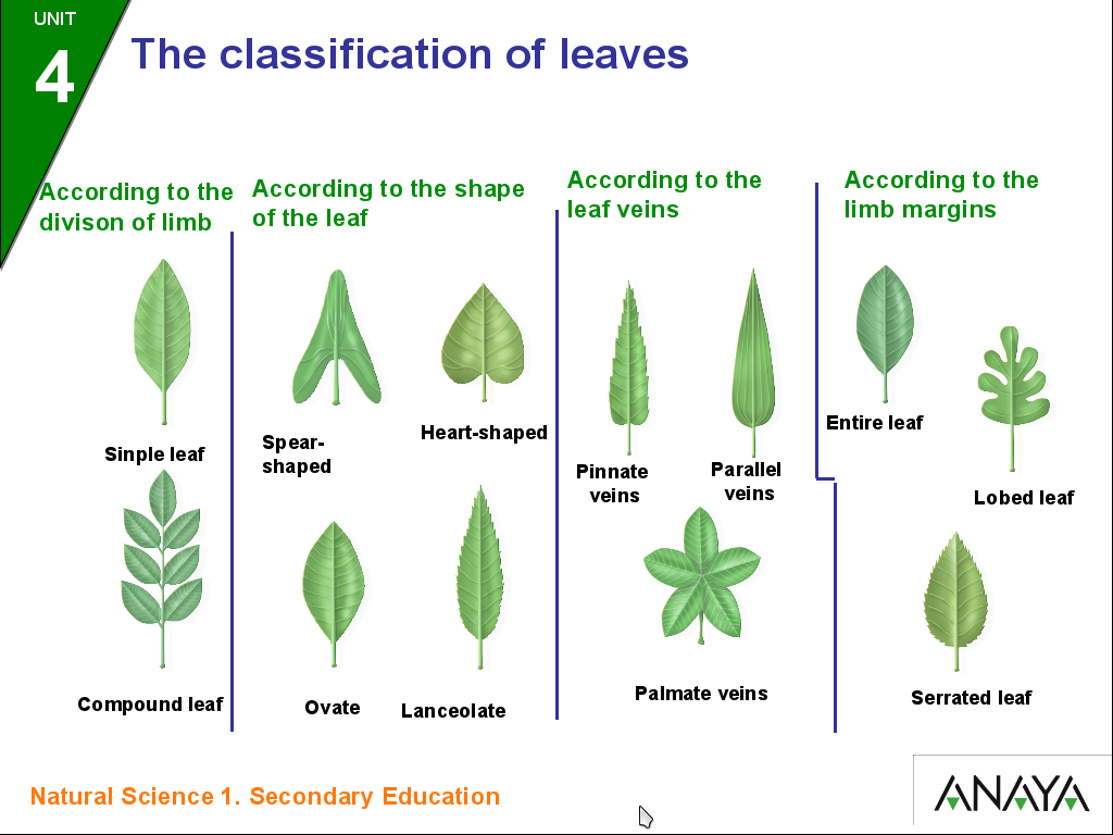 Biology and Geology 1 Stems and leaves