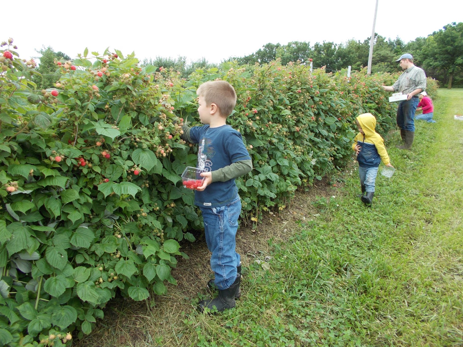 brenda-s-berries-orchards-may-2015