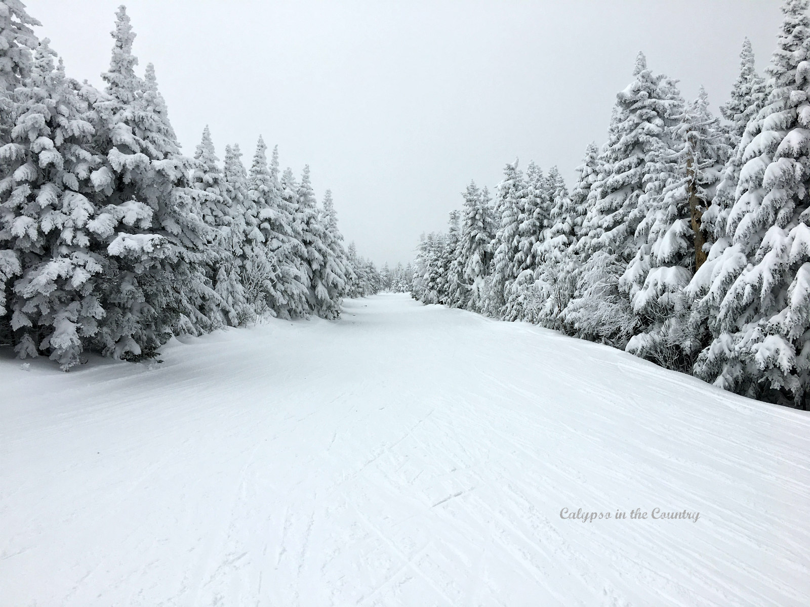 Snowy ski trail lined with snow covered trees.