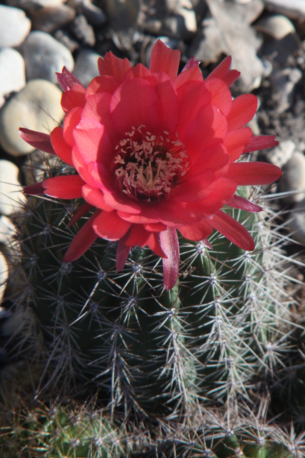 Red cactus. Опунция цветет. Гимнокалициум михановича бордовый. Red cactus. Кактус гимнокалициум красный.