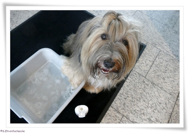 [Hundeblog] Einfach Socke Kennt Ihr noch Tilly?