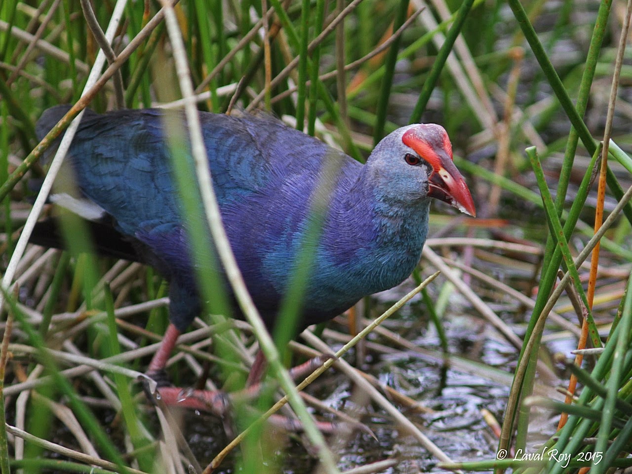 Des oiseaux sur ma route: La beauté des oiseaux de la Floride au début