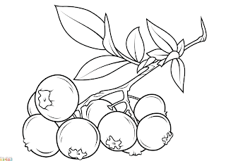 Sketsa-Buah-Blueberry Sketsa-Buah-Blueberry