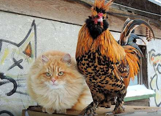 Блог Кота Васьки кот и петух-2