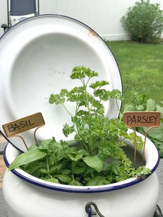 Using an Enamelware pot as an Herb Garden