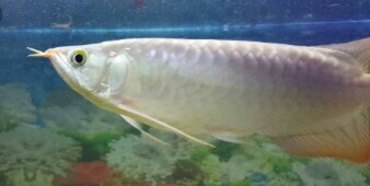 Yuks, Mengenal Ciri - ciri Fisik Ikan Arwana dan Jenisnya ...