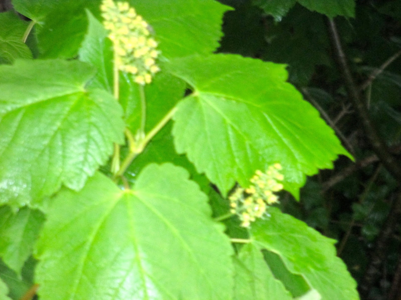 Art's Bayfield Almanac MOUNTAIN MAPLE ANOTHER NATIVE NORTHERN PLANT