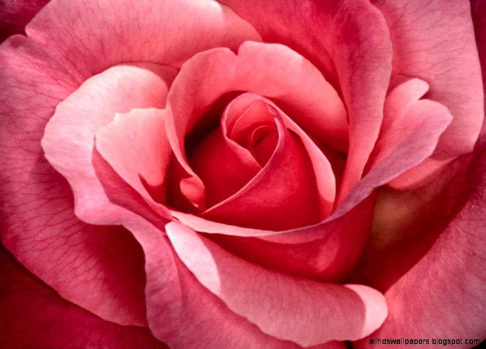 Pretty Roses   Roses Wallpaper 16093168   Fanpop