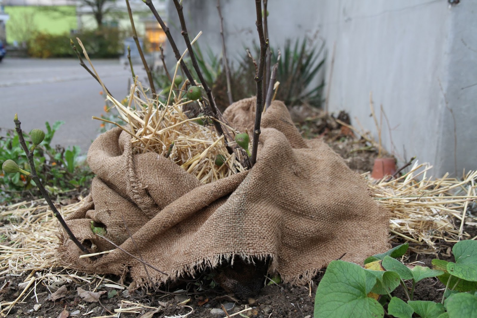 daily doings: winterize the fig tree