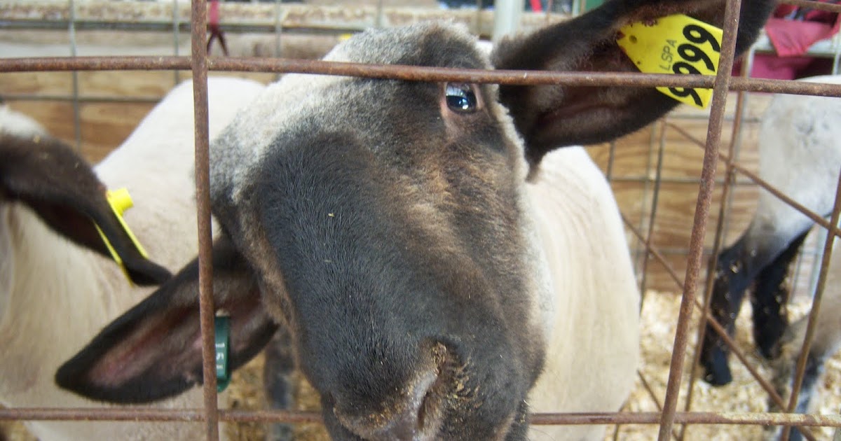 Washington Parish Free Fair