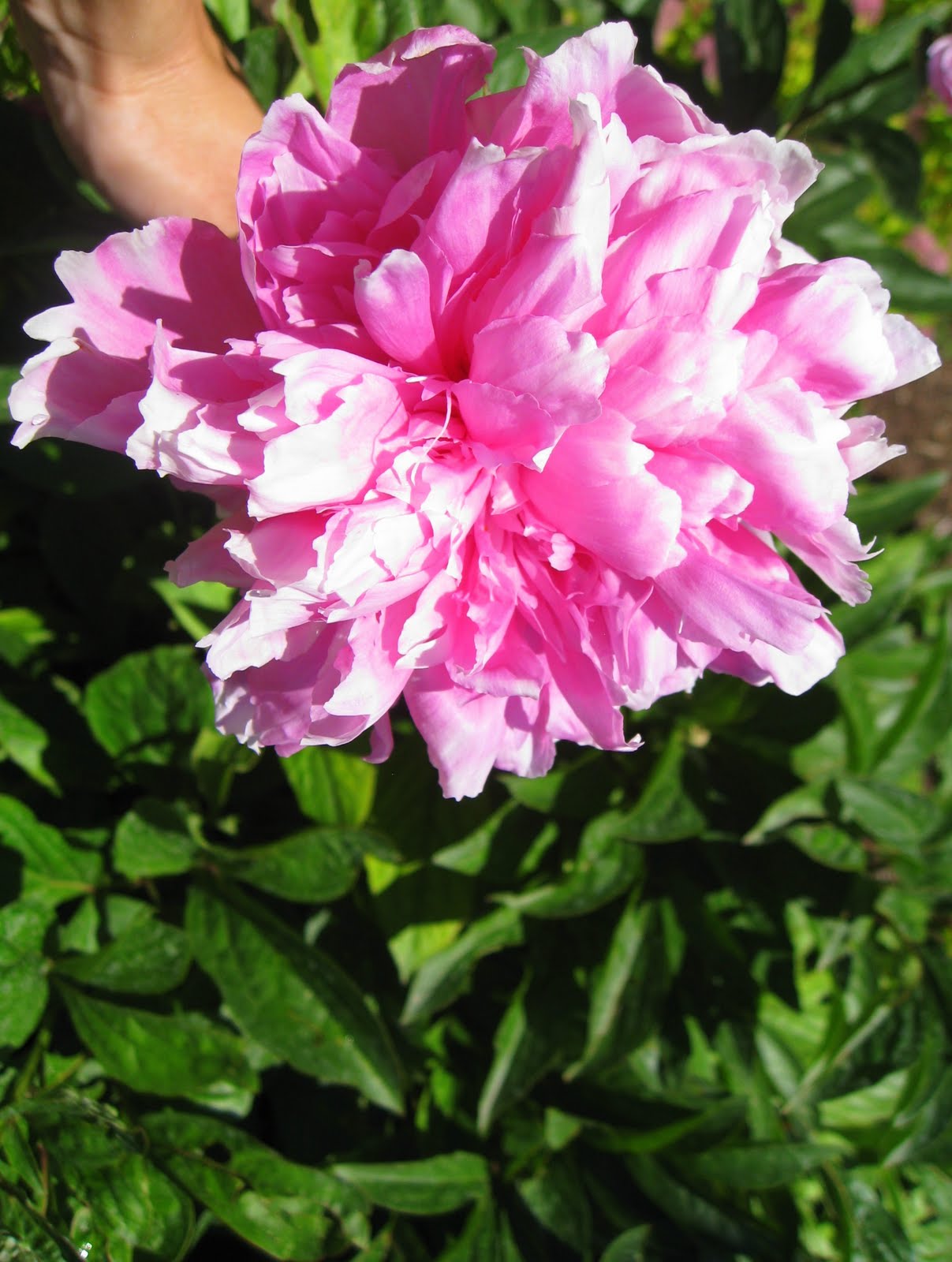 Simply Projects June Flowers in Full Bloom!