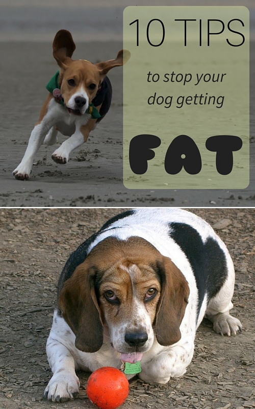 A Green and Rosie Life 10 Tips to stop your dog getting Fat