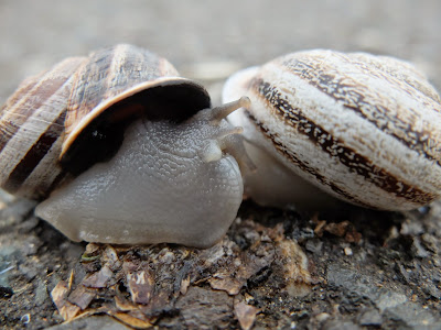 Twin Milk Snail Shells