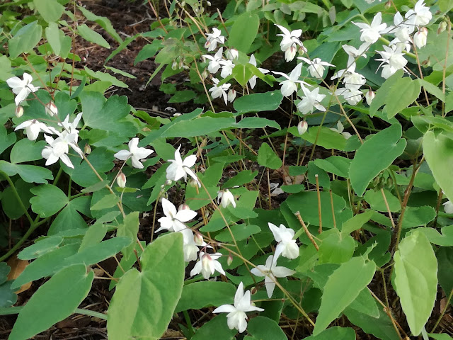 epimedium Younga 'Niveum'