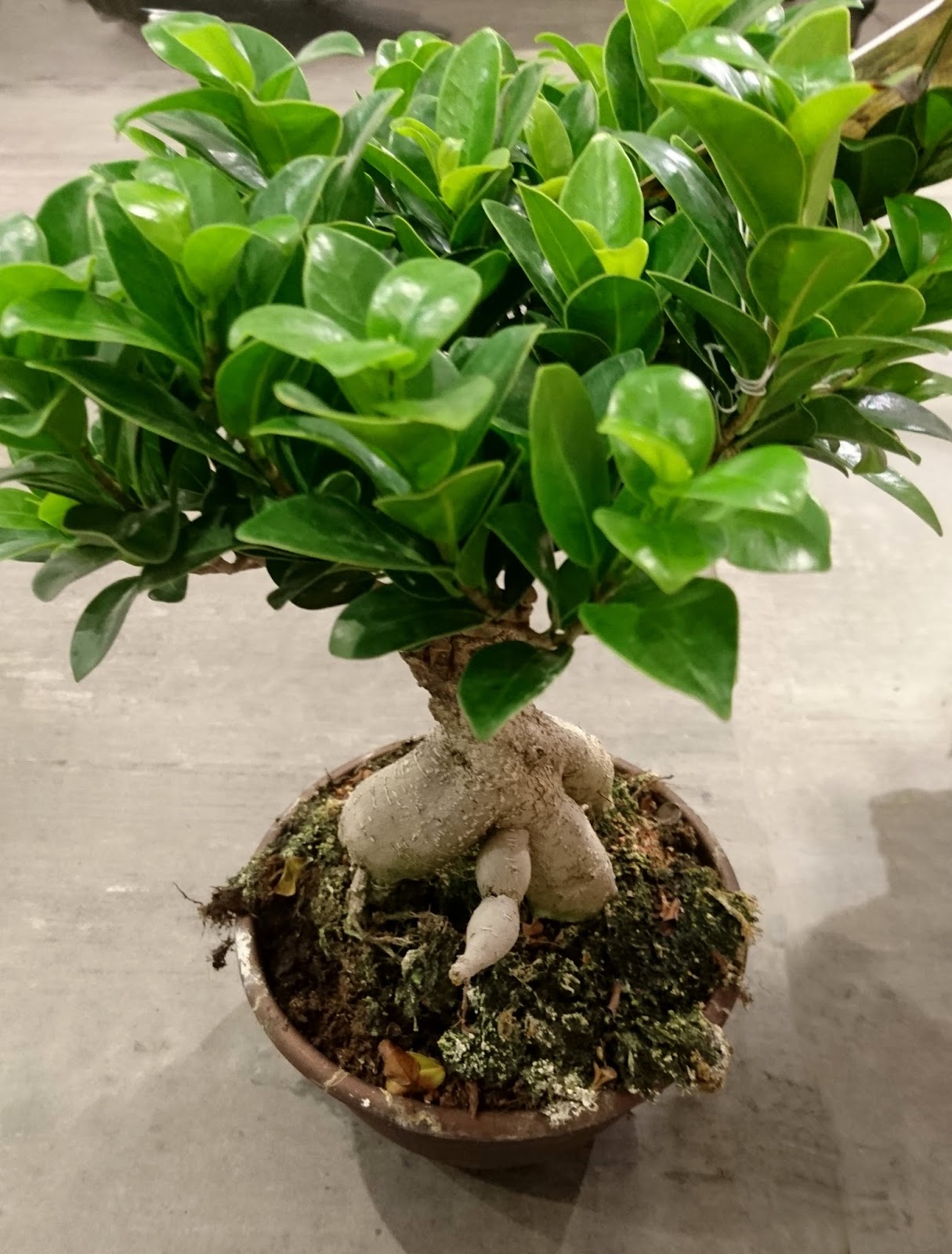 Ficus Ginseng