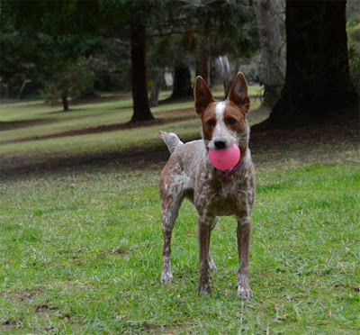 Red heeler with pink ball