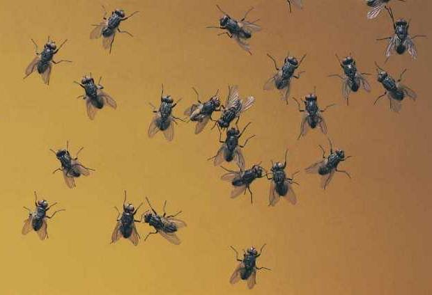 con que se matan las moscas