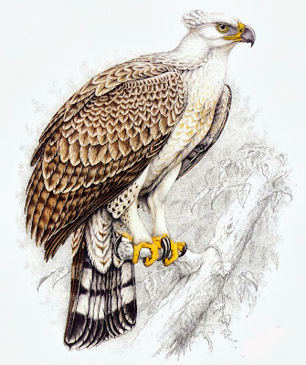 Águila coronada Stephanoaetus coronatus