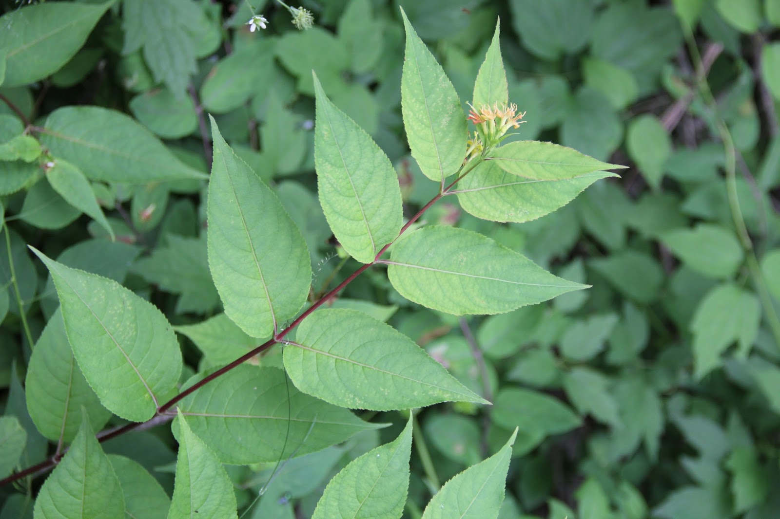 Isabella Conservation District Environmental Education Program