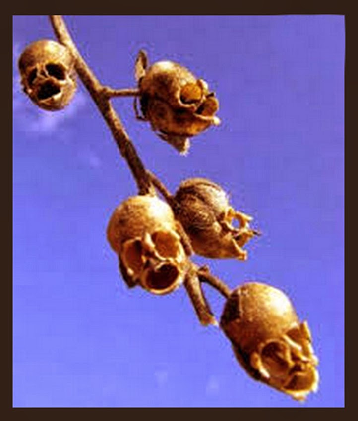 Do You Know? Skull Flowers