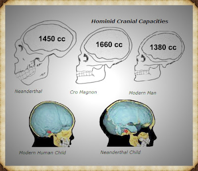 cranial capacities edited 3 300