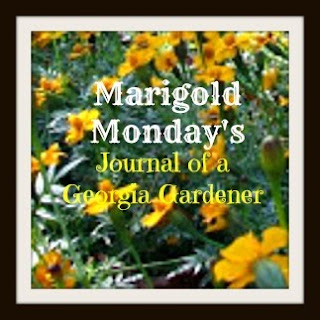 Marigold Mondays