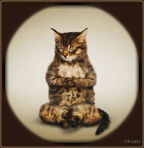 Art Cat GIF • Breaking news! A new Cat meditation technique ► Dynamic meditation (fast Yoga) Art Cat GIF • Breaking news! A new Cat meditation technique ► Dynamic meditation (fast Yoga)